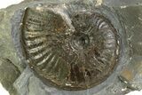 Jurassic Ammonite (Pseudolioceras) Fossil - England #351249-1